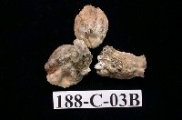 藏品(牡蠣)的圖片